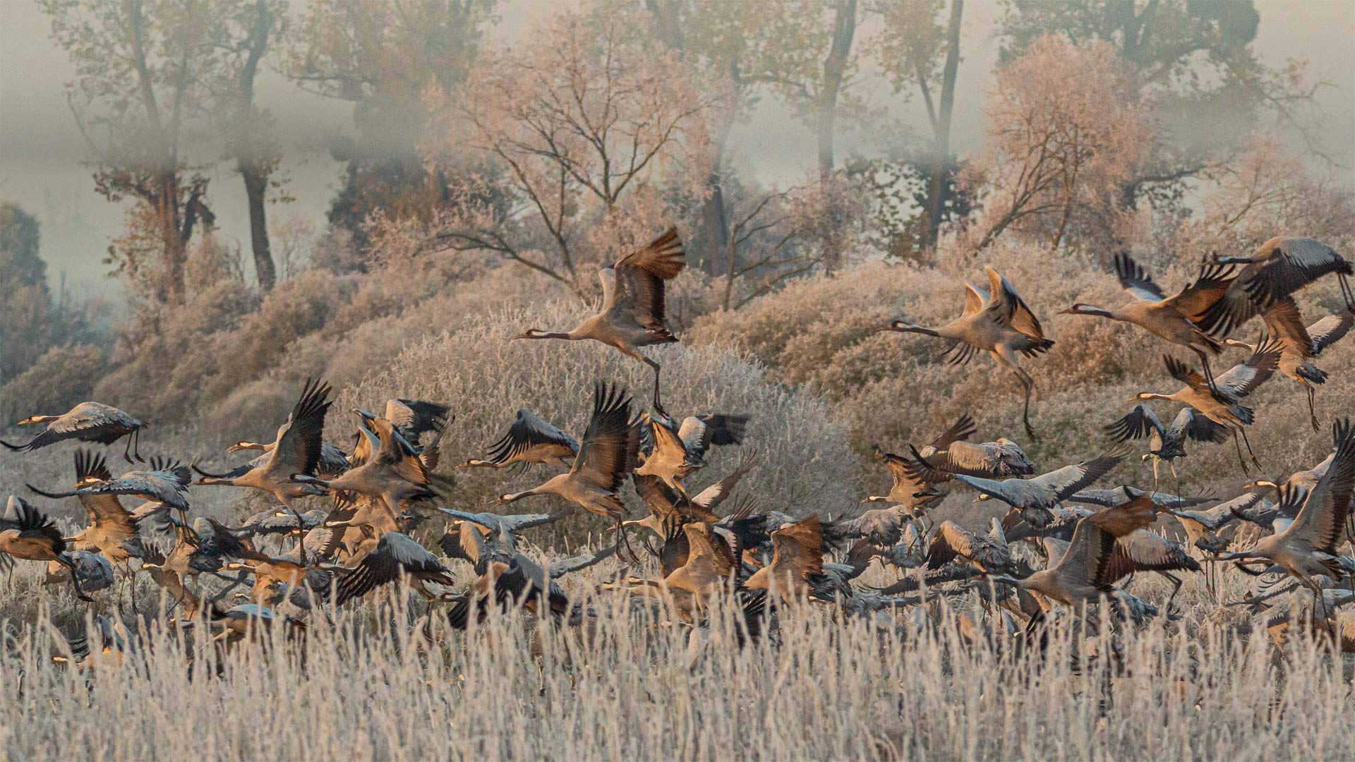 Drömling湿地中的灰鹤，德国