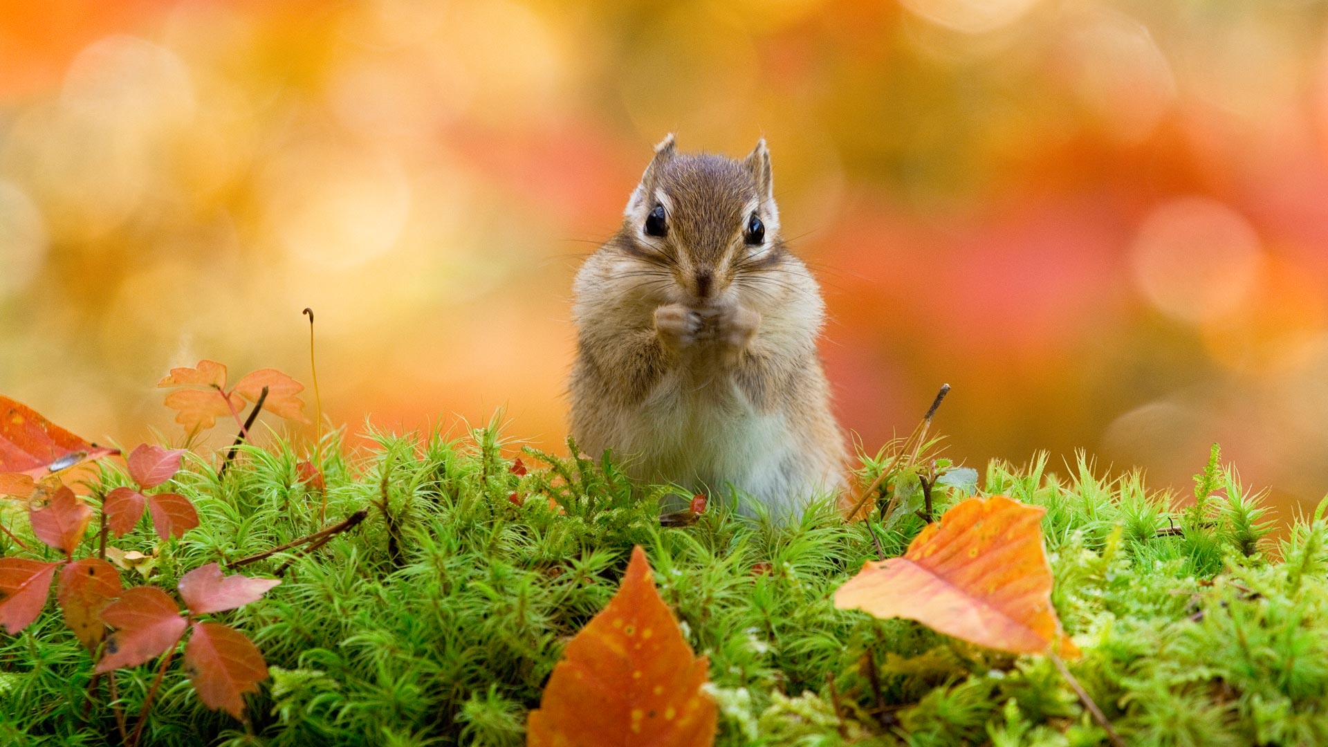 大雪山上的花鼠，日本北海道